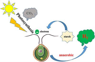 Omics Application of Bio-Hydrogen Production Through Green Alga Chlamydomonas reinhardtii